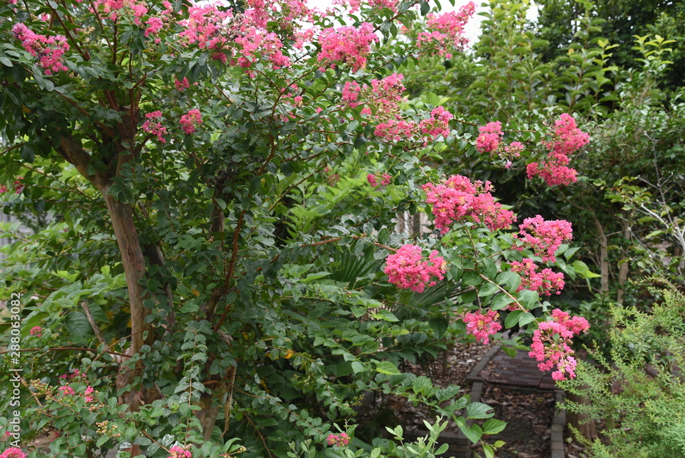 The bark of Crepe myrtle is smooth, and bright red, pink and white flowers bloom in the summer.