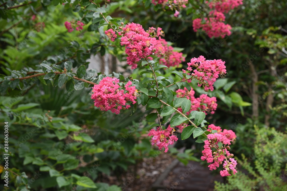 The bark of Crepe myrtle is smooth, and bright red, pink and white flowers bloom in the summer.