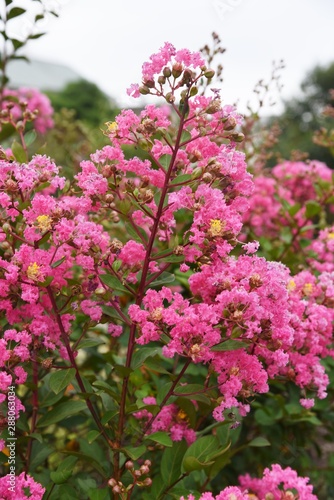 The bark of Crepe myrtle is smooth  and bright red  pink and white flowers bloom in the summer.