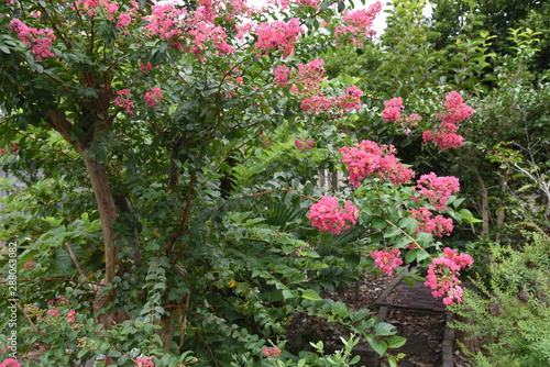 The bark of Crepe myrtle is smooth, and bright red, pink and white flowers bloom in the summer.