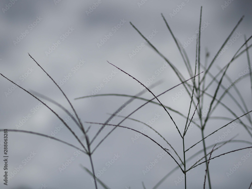 Obraz premium メヒシバの穂