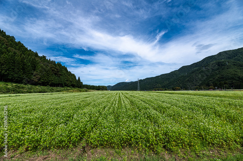 白い花咲く白山麓の蕎麦畑