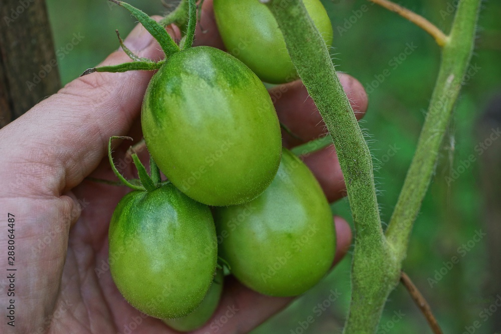 hand holds green tomatoes on a branch in the vegetable garden