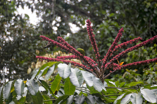 Birds and butterfly on Umbrella Tree near Kuranda in Tropical North Queensland, Australia photo