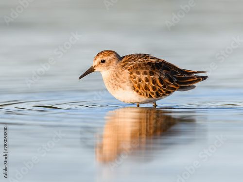 Semipalmated Sandpiper with Reflection in Blue Water