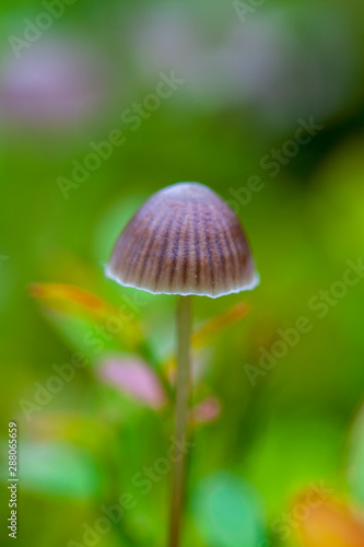 small toadstool mushrooms  macro