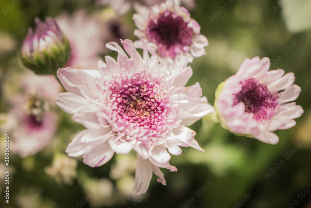 FLORES FLORES