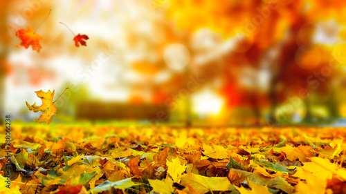 Autumn leaves sunset background with copy space  colorful tree leaves in the park