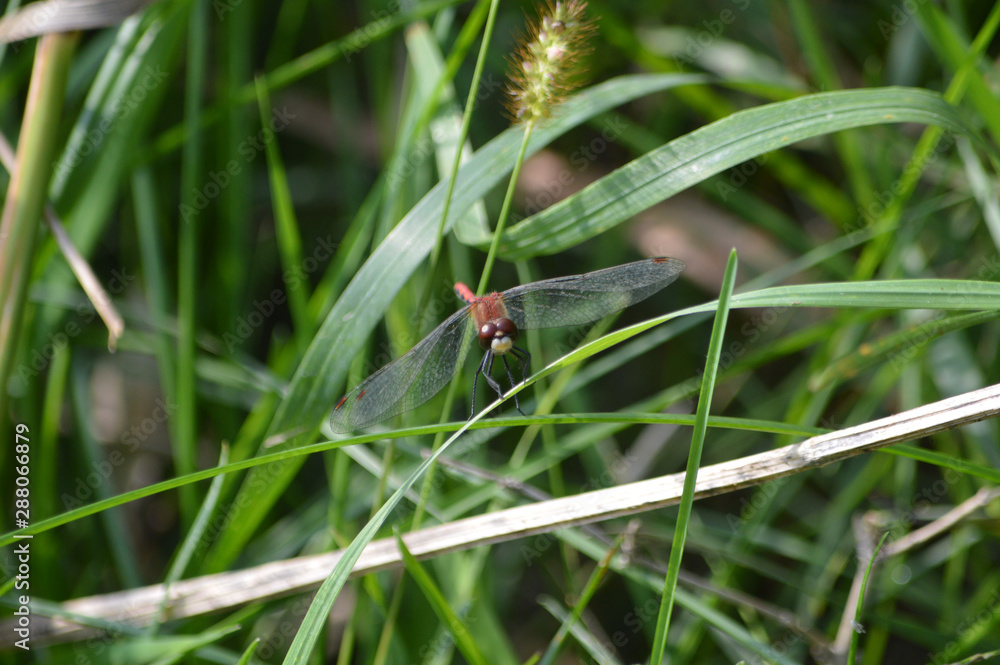 dragonfly on blade of grass dragonfly on blade of grass