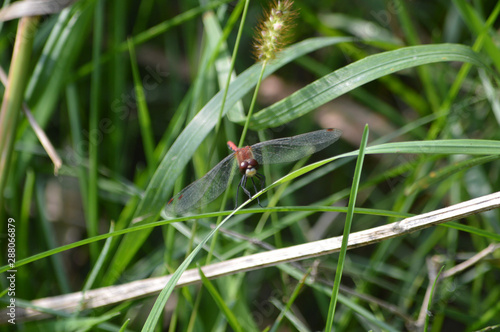 dragonfly on blade of grass