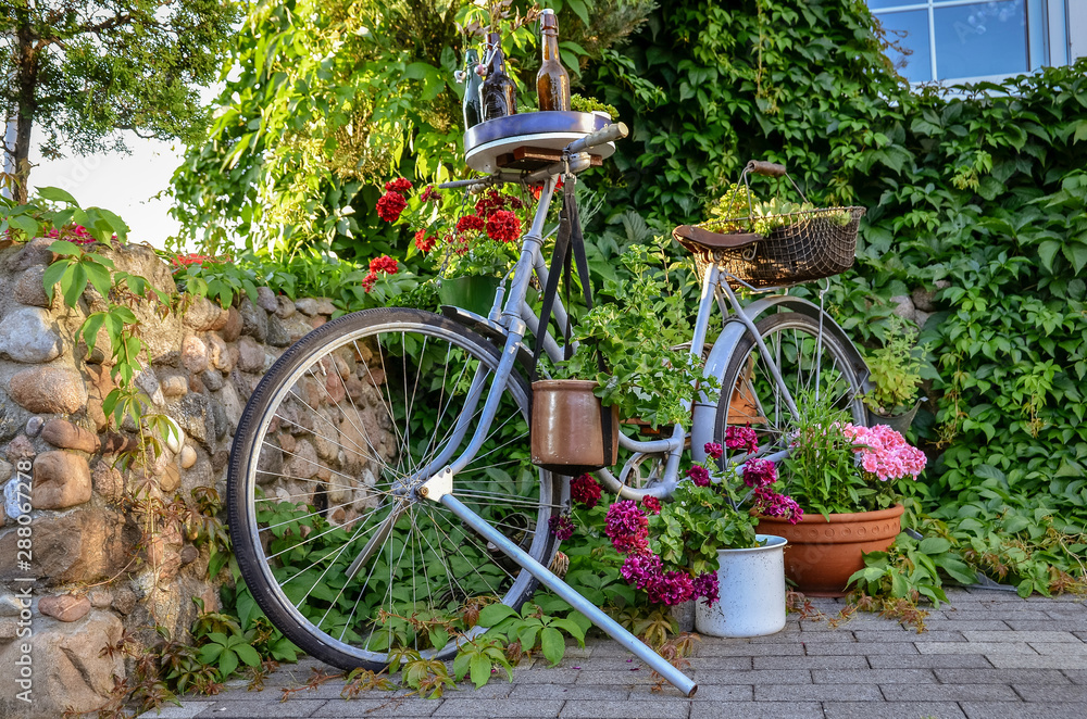 Old vintage bicycle decorated with flowers and green plants.  Close up,
