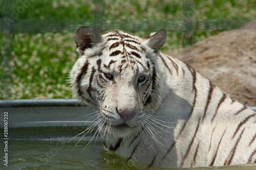 White Tiger