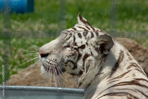 White tiger bathing and playing in the pool