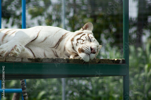 White Tiger snoozing in the sun