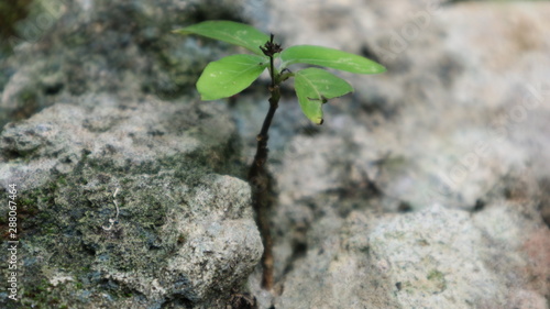 green plant growing in rock