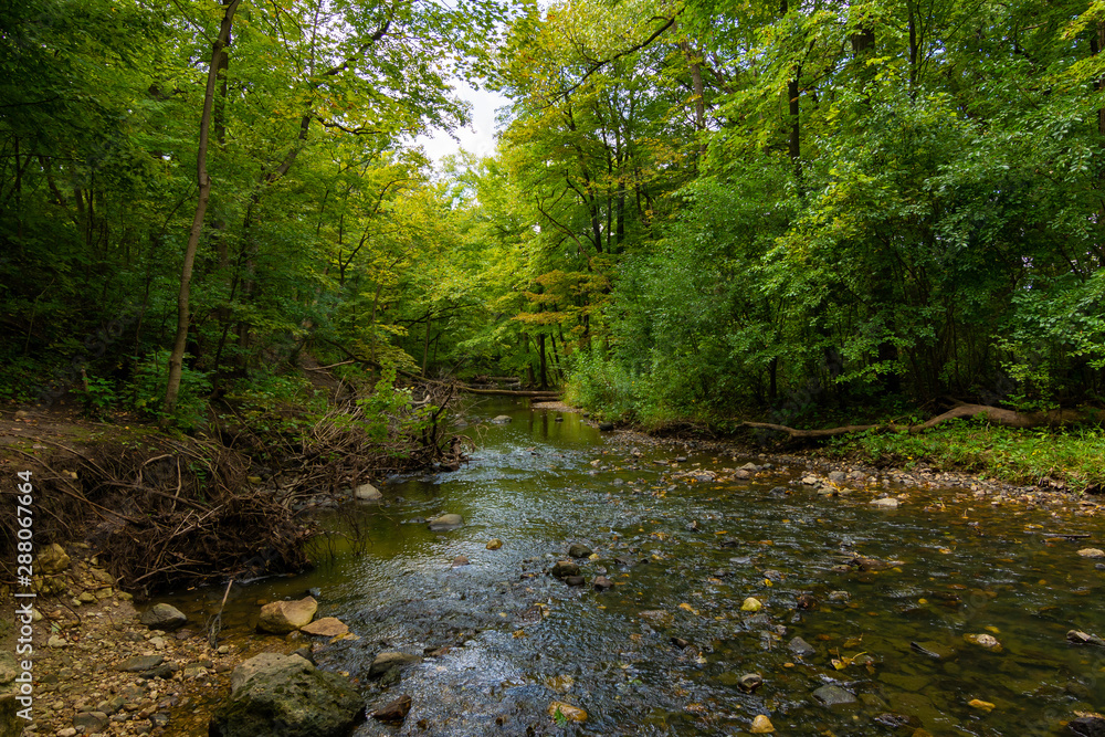 Obraz premium Stream through Waterfall Glen