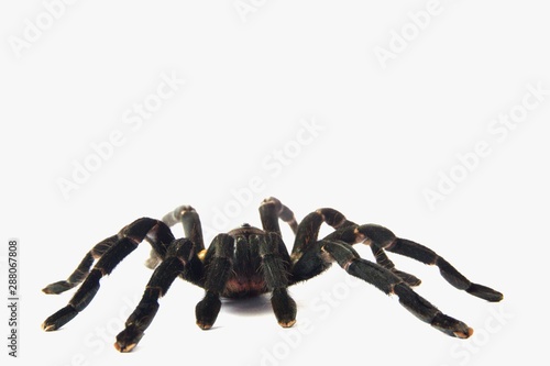 Asian species Tarantula spider  Found in Thailand, the scientific name is 