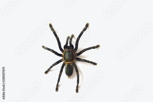 Asian species Tarantula spider Found in Thailand, the scientific name is "Haplopelma minax Theraphosidae Haplopelma".
