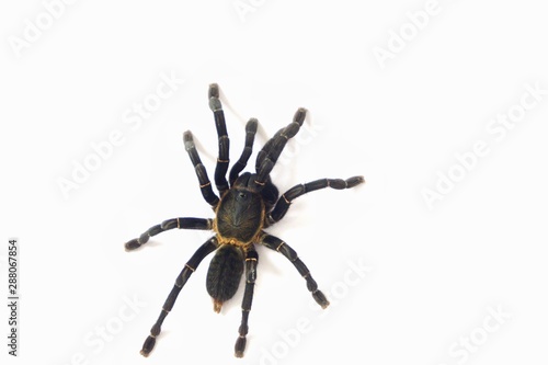Asian species Tarantula spider  Found in Thailand, the scientific name is "Haplopelma minax Theraphosidae Haplopelma". © ณัฐวุฒิ เงินสันเทียะ
