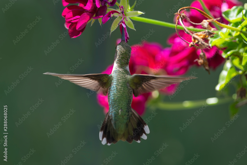 Obraz premium Geraniums are Great