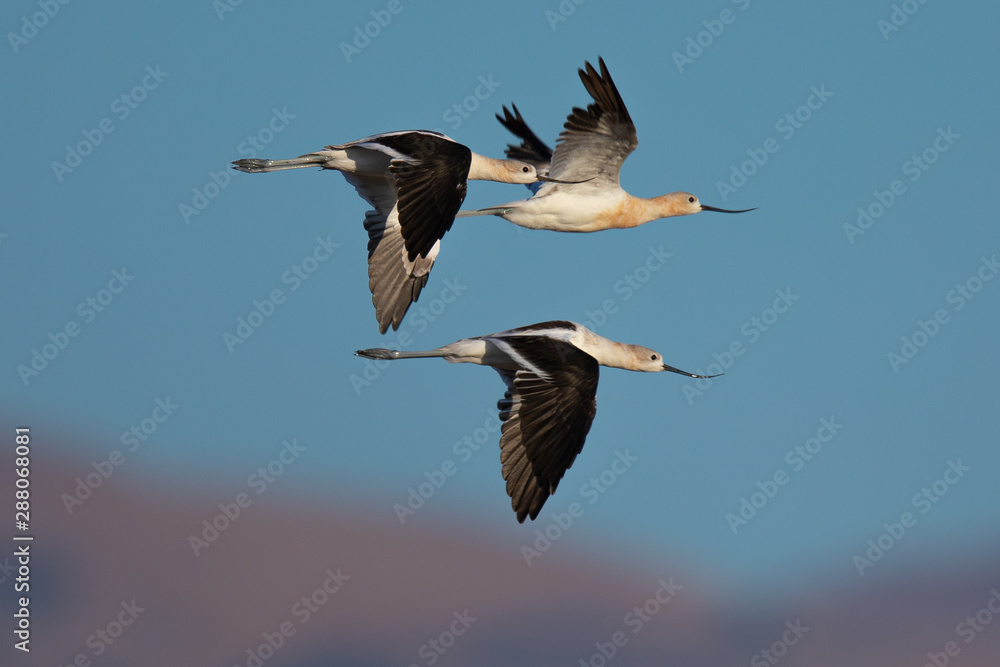 Extreme close-up of an American avocets flying together in beautiful light Extreme close-up of an American avocets flying together in beautiful light