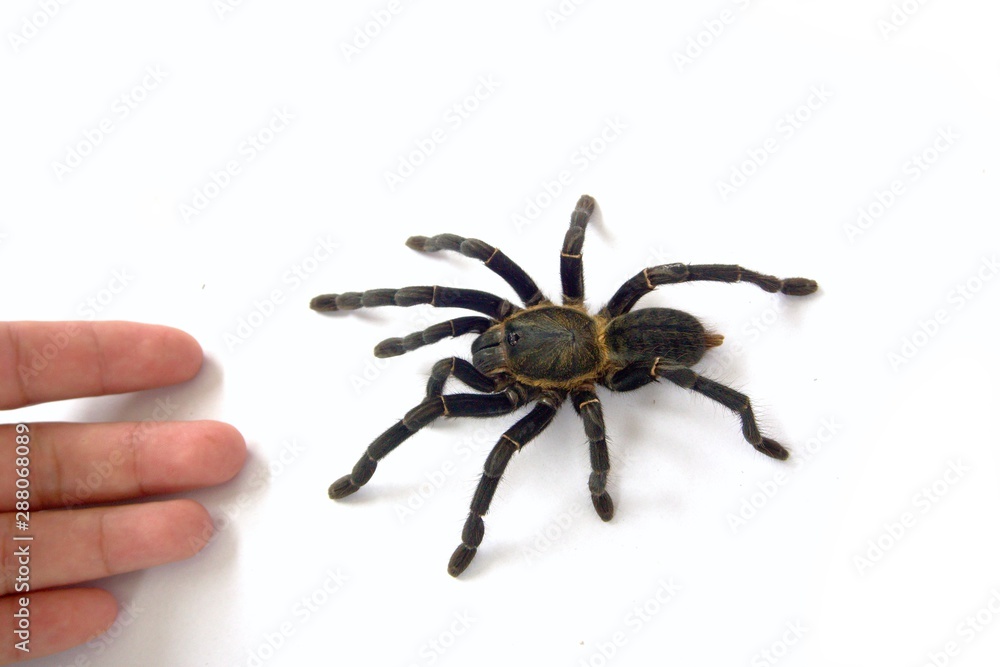 Asian species Tarantula spider Found in Thailand, the scientific name is Asian species Tarantula spider Found in Thailand, the scientific name is