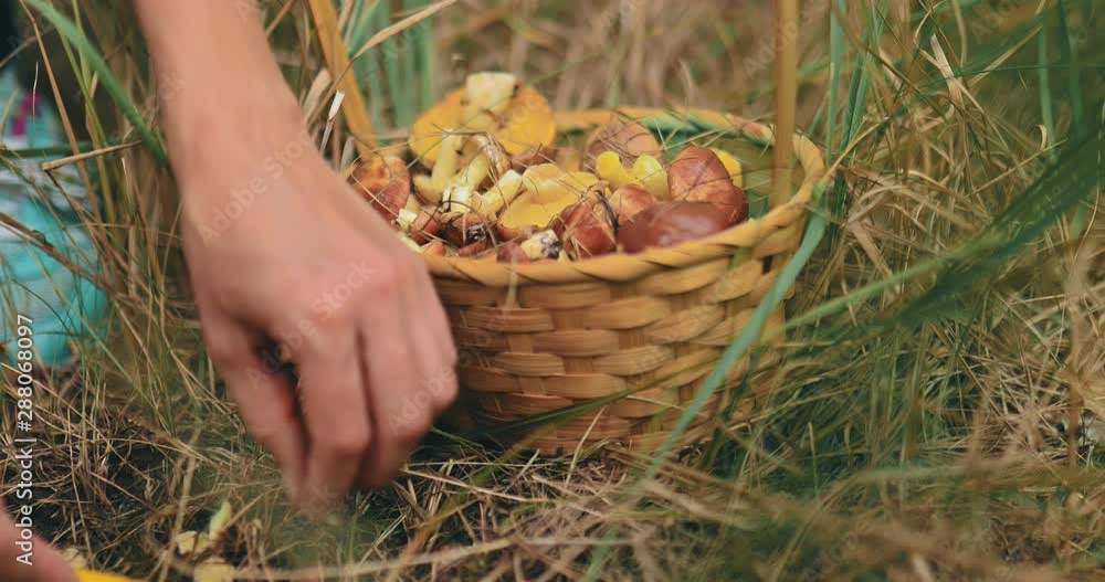 Woman's hands stack small mushrooms in a basket, picking edible bends in the forest. Close-up. Woman's hands stack small mushrooms in a basket, picking edible bends in the forest. Close-up.