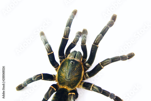 Asian species Tarantula spider Found in Thailand, the scientific name is "Haplopelma minax Theraphosidae Haplopelma".