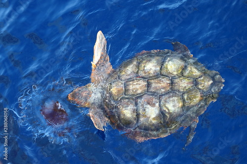 Pacific Green Turtle  Chelonia mydas  eating jellyfish. Giant green sea turtle in natural habitat in North Pacific ocean.