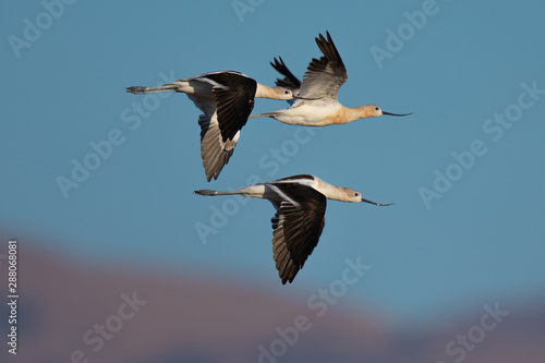 Extreme close-up of an American avocets flying together in beautiful light