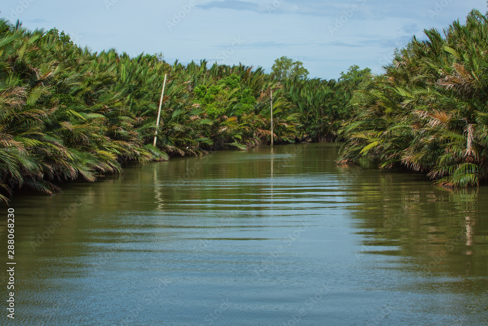 Nipa palm forest that occurs along the bank of the river near the sea in Thailand and electric pole located on the side of the river. Nipa palm forest that occurs along the bank of the river near the sea in Thailand and electric pole located on the side of the river.