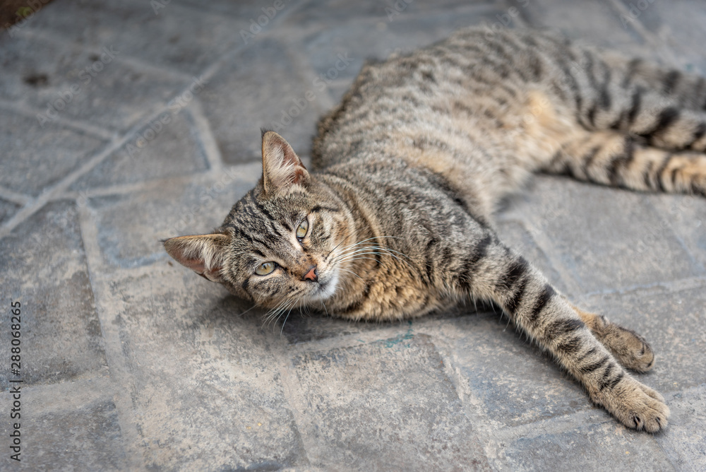 Gray cats with black cheap stripes