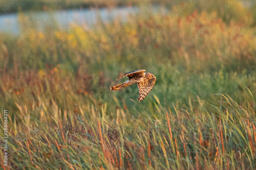 close view of a hen harrier gliding while hunting, seen in the wild in North California