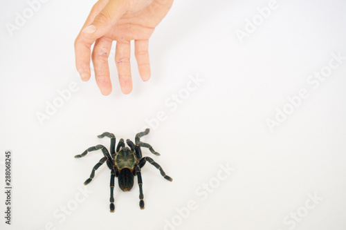 Asian species Tarantula spider Found in Thailand, the scientific name is "Haplopelma minax Theraphosidae Haplopelma".