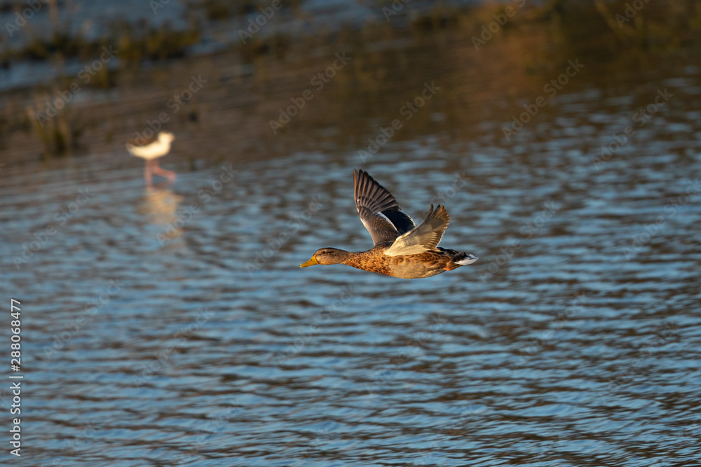Wild duck flying in last light of the day light, seen in a North California marsh Wild duck flying in last light of the day light, seen in a North California marsh