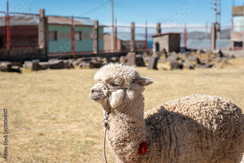 A cute and fluffy alpaca standing on a yellow grass field with a fence   and some colourful Peruvian homes in the background. On a clear and sunny day near the Temple of Chucuito, Peru photo