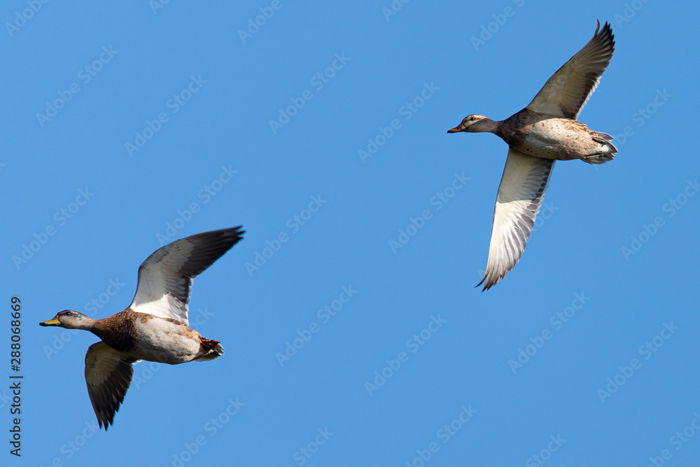 Obraz premium Wild ducks flying, seen in a North California marsh