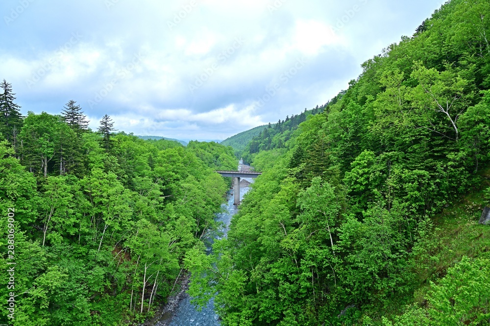 新緑に包まれた白ひげの滝の情景@美瑛、北海道 新緑に包まれた白ひげの滝の情景@美瑛、北海道