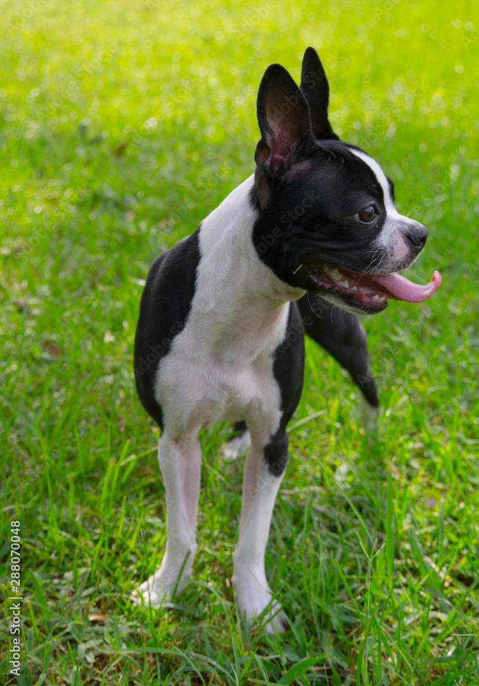 Cute Boston Terrier Outside on the Grass in Florida