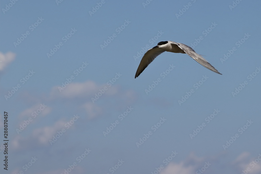 Common tern (Sterna hirundo) flying on sky background. Common tern (Sterna hirundo) flying on sky background.