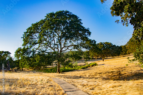 Marsh Boardwalk and Oak Trees photo