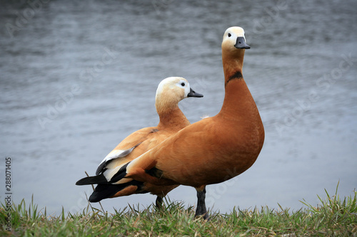 Red ducks Ohar