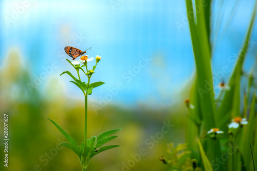 Butterfly eating nectar from pollen