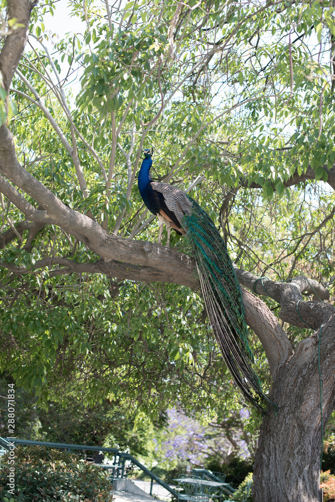 Naklejka premium Beautiful peacock in a garden