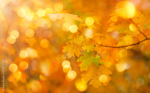 Autumn orange leaves over blurred sky, autumn nature background with bokeh
