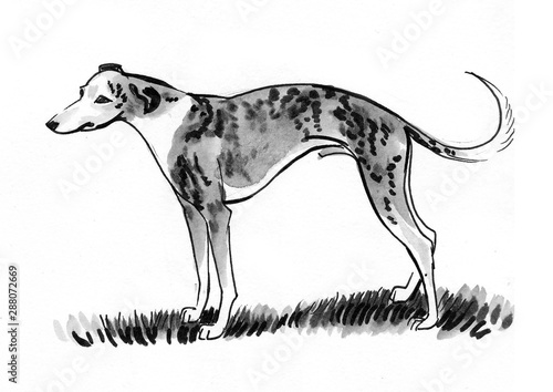 Hunting dog