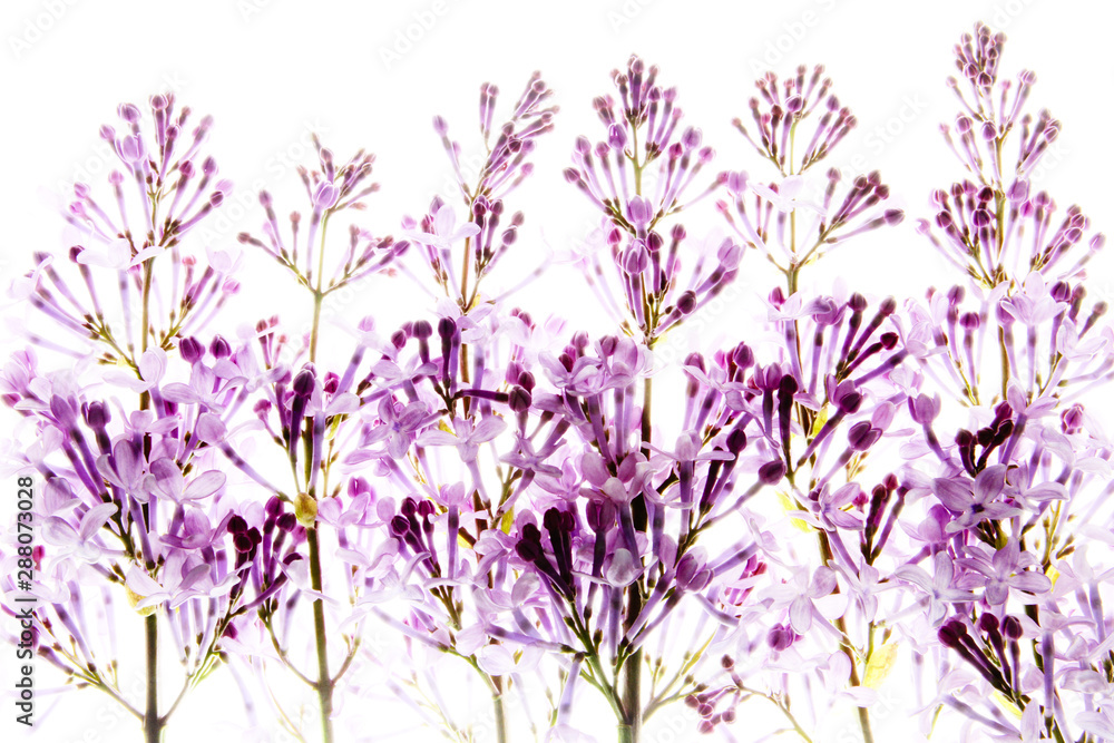 Naklejka premium lilac