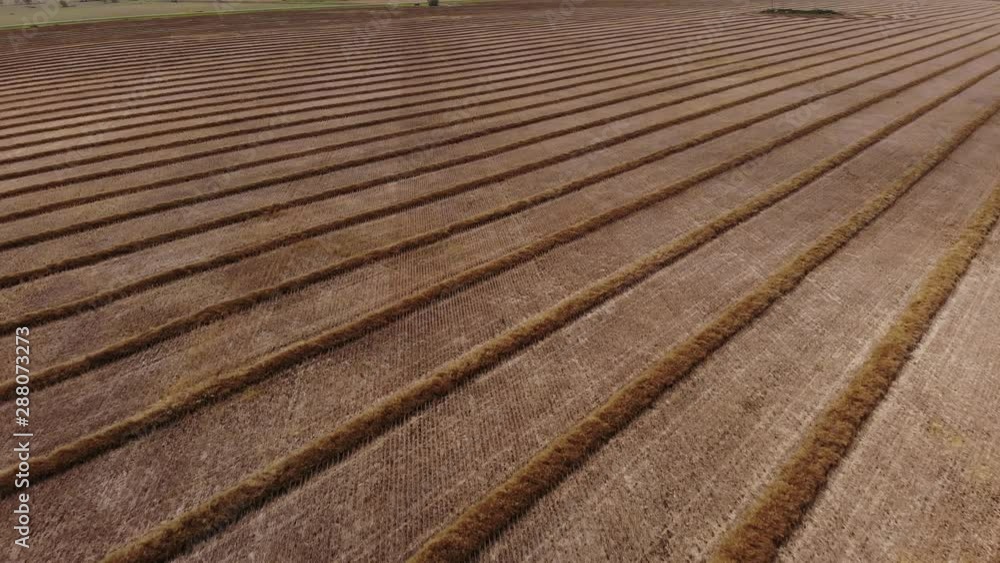 Drone video over a mature fall canola field that has been swathed into windrows and is ready for harvesting. Drone is flying at an angle to the direction of the rows of crops. Drone video over a mature fall canola field that has been swathed into windrows and is ready for harvesting. Drone is flying at an angle to the direction of the rows of crops.