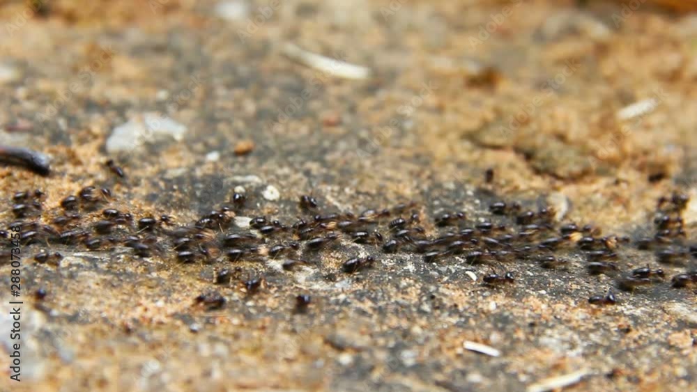 termite walking on floor termite walking on floor