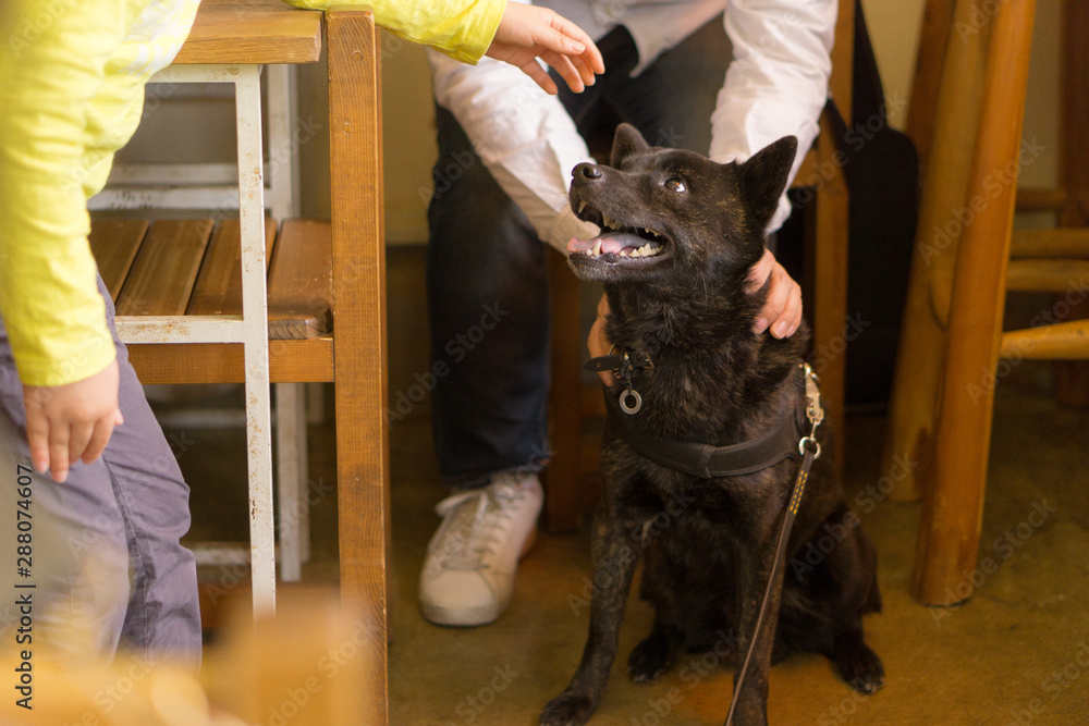 甲斐犬 撫でる 触れ合い Stock Photo Adobe Stock